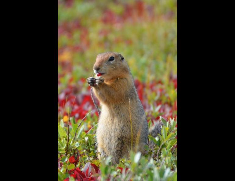 An arctic ground squirrel eats a berry on Alaska’s North Slope. Photo by Cory Williams.