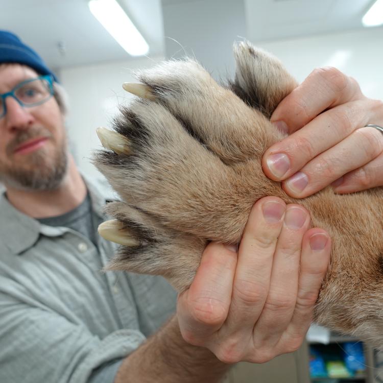 Aren Gunderson of the UA Museum of the North inspects the back paw of a Siberian tiger donated recently by officials of the Alaska Zoo in Anchorage after the tiger died at age 19. Photo by Ned Rozell.