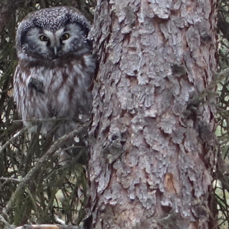 A boreal owl perches in a spruce tree not far from a nest box from which he has been singing each night in March 2024. Photo by Ned Rozell.